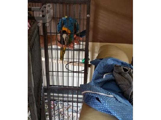 Καλά Μιλώντας Μπλε και κίτρινο Macaw παπαγάλος Για απαλλαγούμε από...
